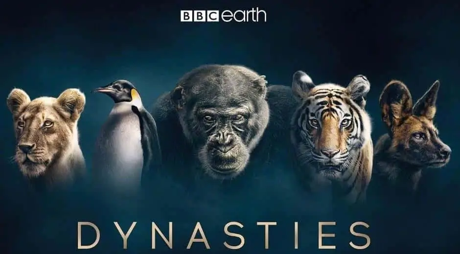 BBC纪录片《王朝 Dynasties 2018》第1-2季 全9集 英语中字 4k超高清百度网盘下载-爱鸡娃