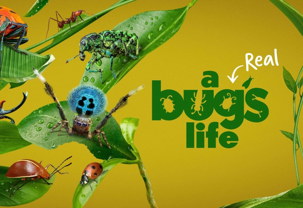 暑期必看国家地理纪录片《虫虫历险记 A Real Bug's Life》 第一季  阿里云盘-爱鸡娃